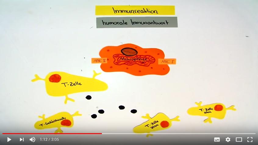 Erklärvideo Immunabwehr