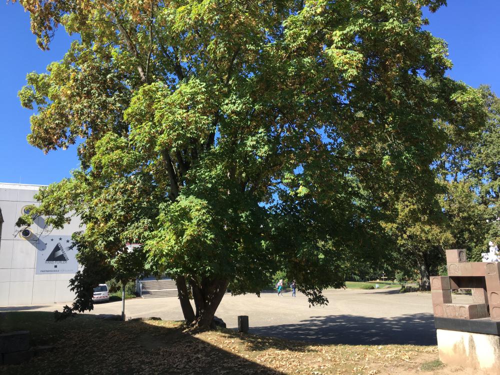 Sozialpraktikum der 9. Klassen 2024